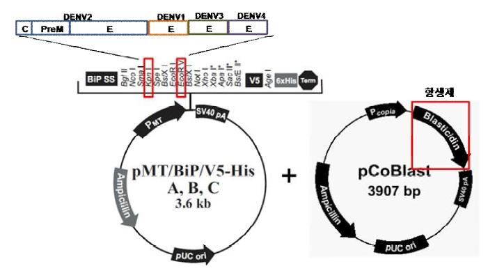 DVLP(1-4) 발현 Stable cell line 구축
