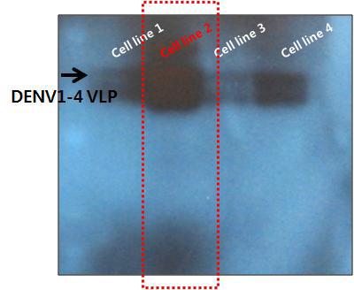 각 stable cell line에서의 DVLP(1-4) 발현, 4개의 stable cell line을 생성하여 최종적으로 각각의 세포에서 DVLP(1-4) 발현을 확인
