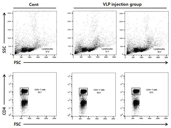 뎅기 VLP 에 의한 Lymphocyte 및 T 세포 분포 확인