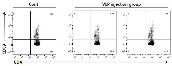 뎅기 VLP 에 의한 CD4+ T 세포 활성화 확인