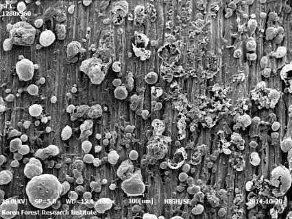 Picture of microscope about carbide surface of FRA.