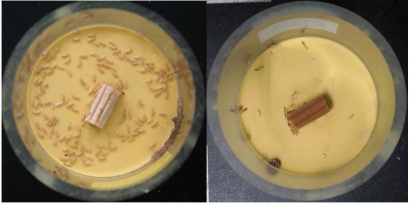 Evaluation of white ant resistant (left: non-flame retardant sample, right: flame retardant sample).