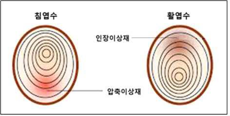 침엽수 : 압축이상재, 활엽수는 : 인장이상재 발달