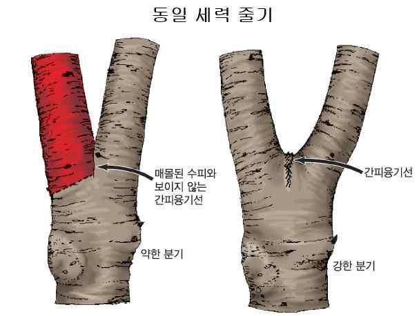 취약한 연결부위 (Gilman, 2013)