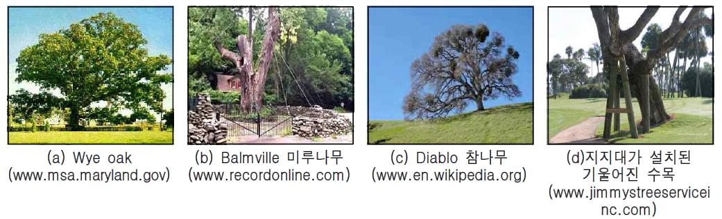 미국인들의 관심을 끌고 있는 대표적인 노거수