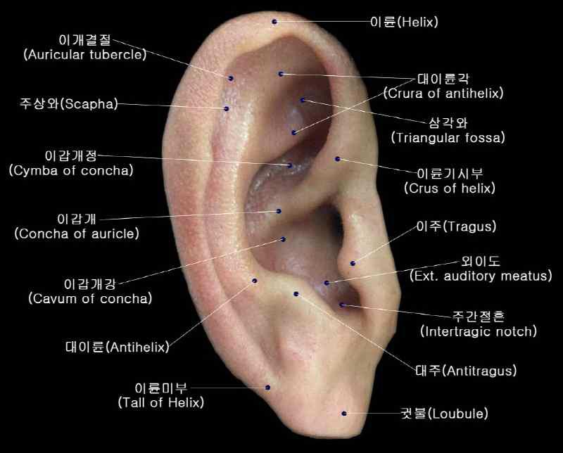 귀의 부분별 명칭