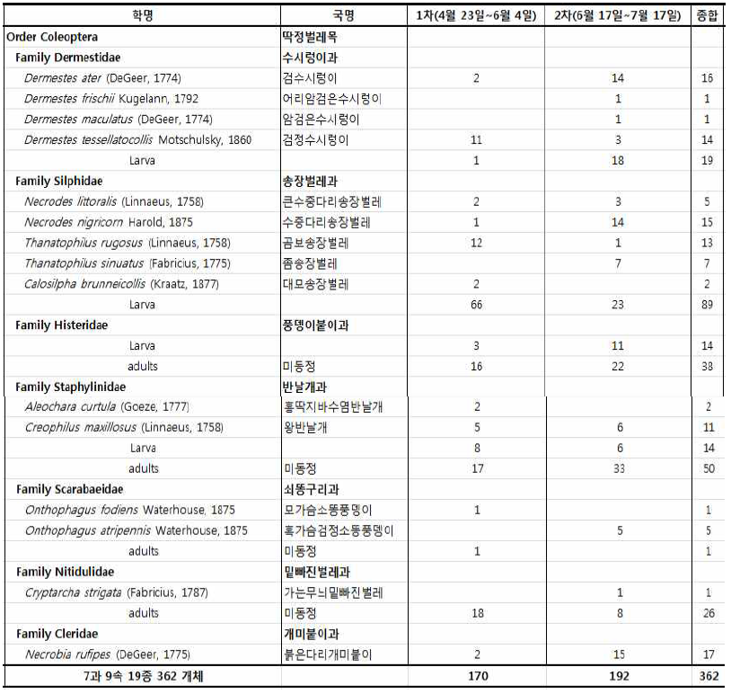 2015년 돼지부패실험을 통하여 확보된 딱정벌레목 곤충 표본 수(남양주시 와 부읍 고려대학교 덕소농장 내 숲 그늘)