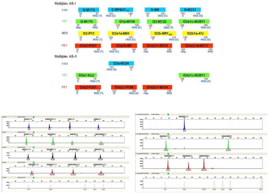 Representative electropherograms of multiplex allele-specific PCR