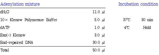 DNA 3’ 말단의 A-tailing을 위한 효소 반응 조건