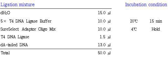 DNA 단편과 adaptor를 결합시키기 위한 효소 반응 조건