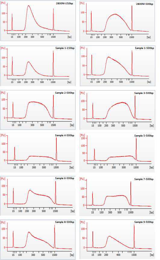 Adaptor가 결합된 library를 PCR로 증폭한 후, Bioanalyzer DNA 1000 kit로 전기영동 한 결과