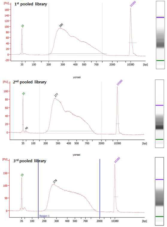 풀링된 library를 Bioanalyzer high sensitivity DNA kit로 전기영동 한 결과