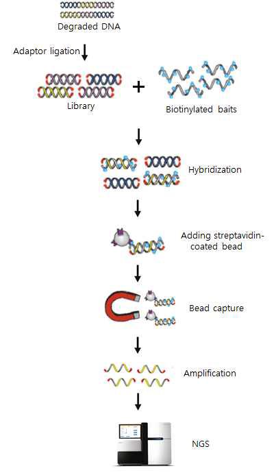 분해된 시료를 대상으로 mitochondria DNA 염기서열 분석을 위한 실험 과정