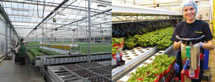 허브류 생산 포장하고 있는 Swedeponic시스템을 채용한 영국의 Bourne지역 Lincolnshire Herbs 식물공장
