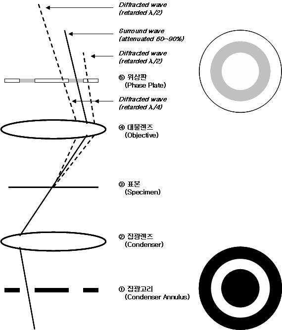 위상차현미경의 광학경로 및 구성