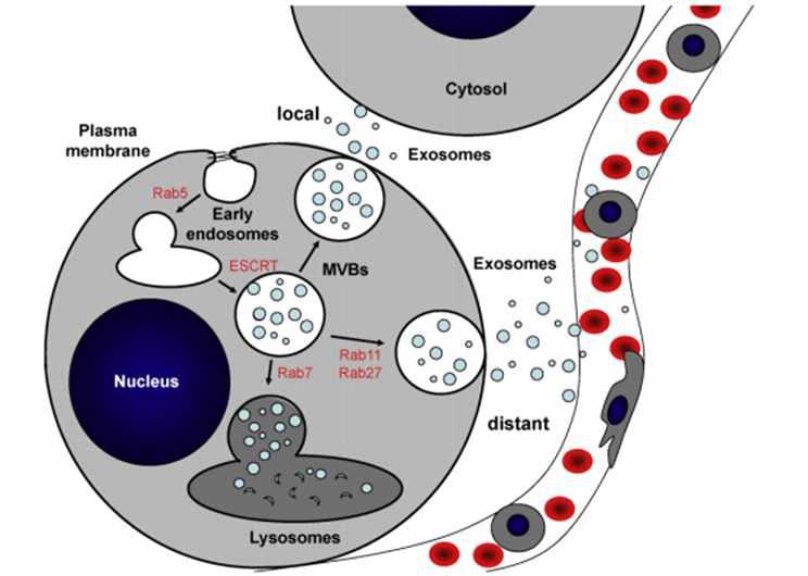 Systemic transport of exosome