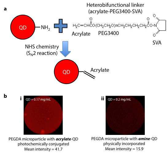 a. Acrylated water-soluble QD의 합성 과정. b. 합성한 acrylate-QD 가 광화학적으로 고정되거나 (i) amine-QD가 물리적으로 로딩된 (ii) PEGDA 하이드로젤 microparticle