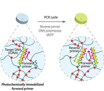 하이드로젤 내에 고정화된 forward primer에 의해 PCR 형광 신호가 하이드로젤에만 국한되는 원리