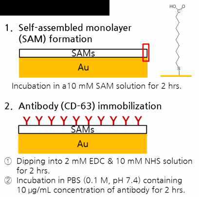 항체 고정화 과정