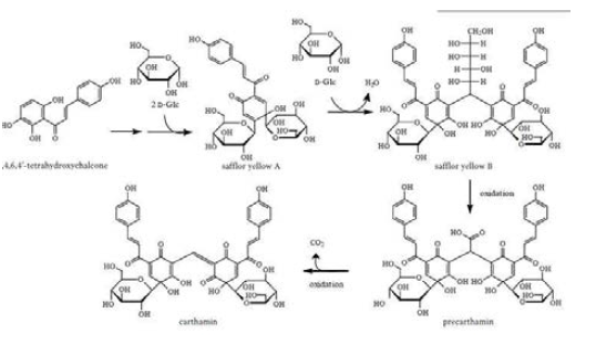 Carthamin의 생화학적 합성 추정 경로