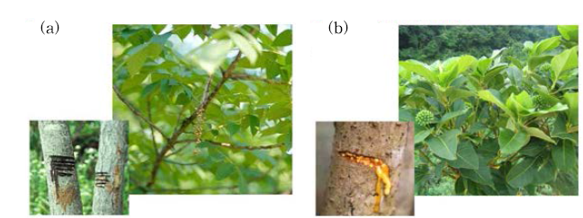 (a)옻칠나무와 (b)황칠나무의 수액
