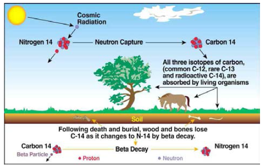 14C의 생성과 소멸, 탄소 연대 측정의 원리