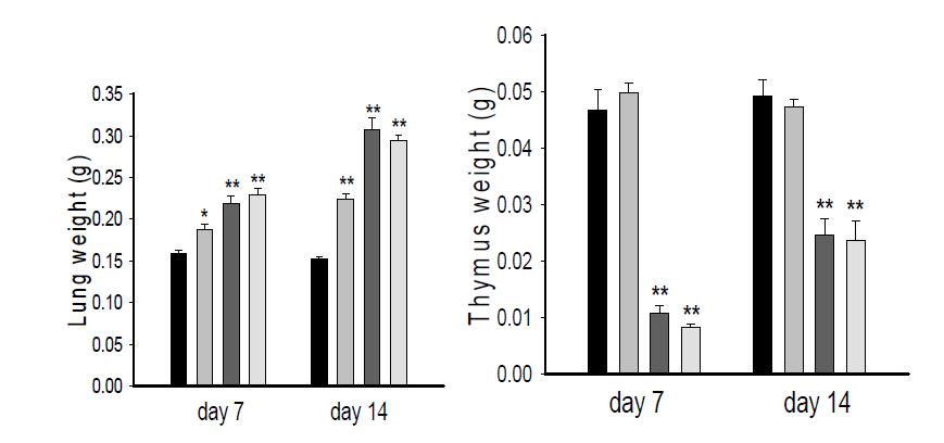 투여군별 폐 및 흉선의 절대 및 상대 장기 중량 관찰 결과