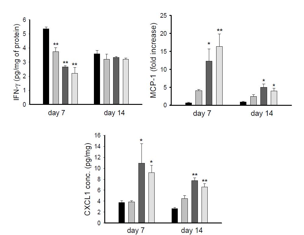 IFN-γ, 단핵구 케모카인(MCP-1) 및 호중구 케모카인(CXCL1) 분석 결과