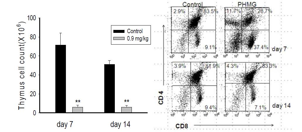 흉선 총세포수 분석 및 CD4+/CD8+ 발현 분석 결과