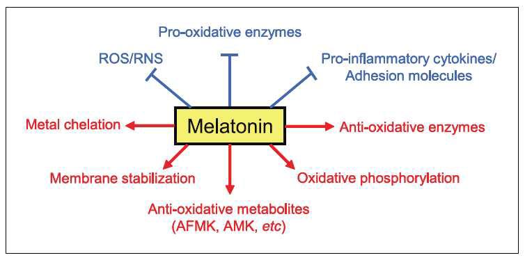 멜라토닌의 항독소 효과들