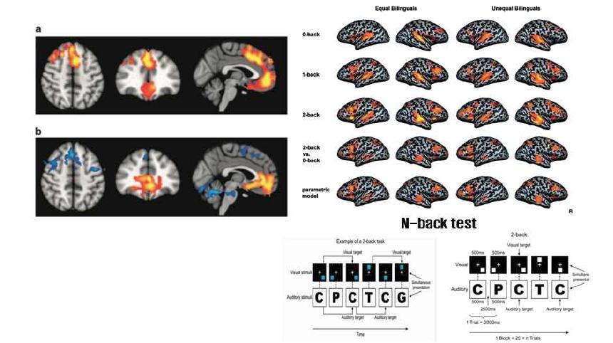 fMRI 및 N-back test