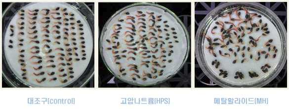 야간의 인공조명 노출에 의한 리기다소나무(P. rigida) 종자의 발아특성