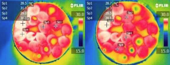 고압나트륨(High pressure sodium, HPS) 램프에서 상수리나무(Q. acutissima)의 종자에 있어서 적외선 열화상 이미지