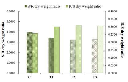 야간의 인공조명 노출에 따른 백합나무(L. tulipifera)의 지상부와 지하부의 비(S/R dry weight ratio)