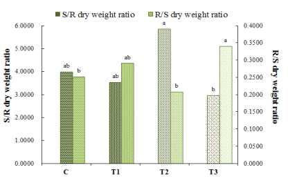 야간의 인공조명 노출에 따른 소나무(P. densiflora)의 지상부와 지하부의 비(S/R dry weight ratio)