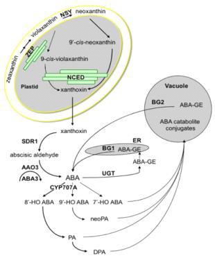 ABA(Absisic Acid) 대사과정