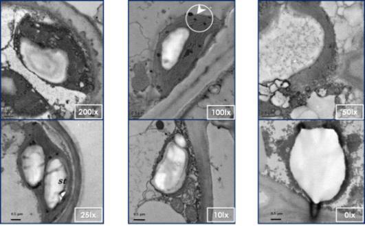 야간의 인공조명 처리에 의한 소나무(P. densiflora)의 엽록체 미세구조의 변화 st, starch grains; pg, 화살표, 플라스토글로블리(plastoglobuli)