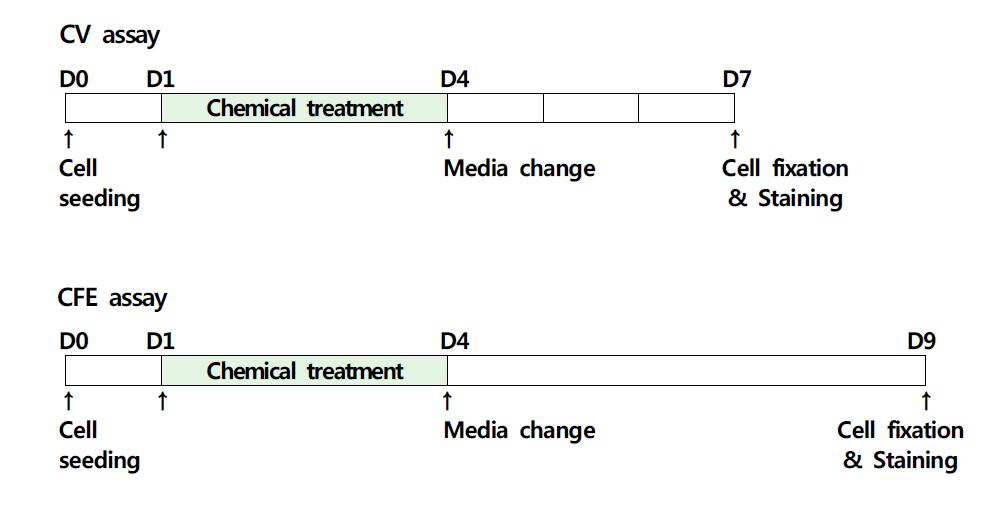 Crystal violet assay 및 colony forming efficiency시험