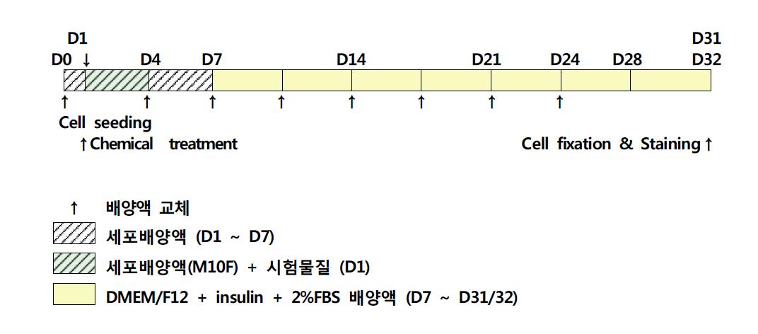 대표 시험물질의 cell transformation assay시험