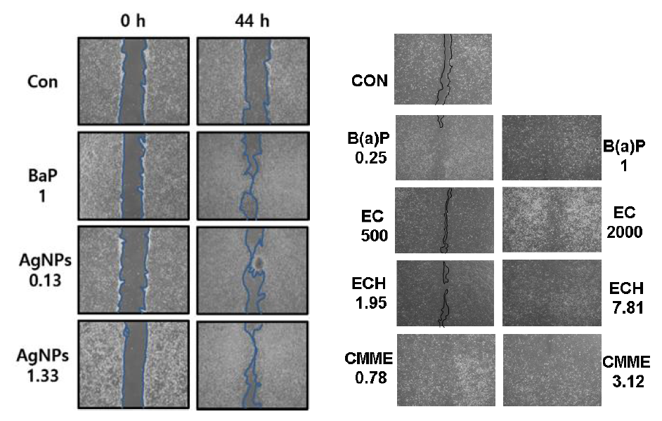 대표 시험물질이 노출된 BEAS-2B세포의 wound healing assay에 의한 세포 이동성 시험