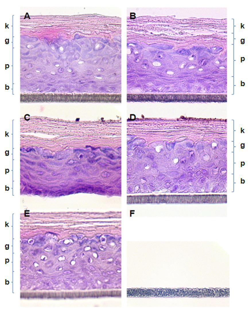 Histopathological examination of 3D human skin model after staining with H & E (magnification 400X)