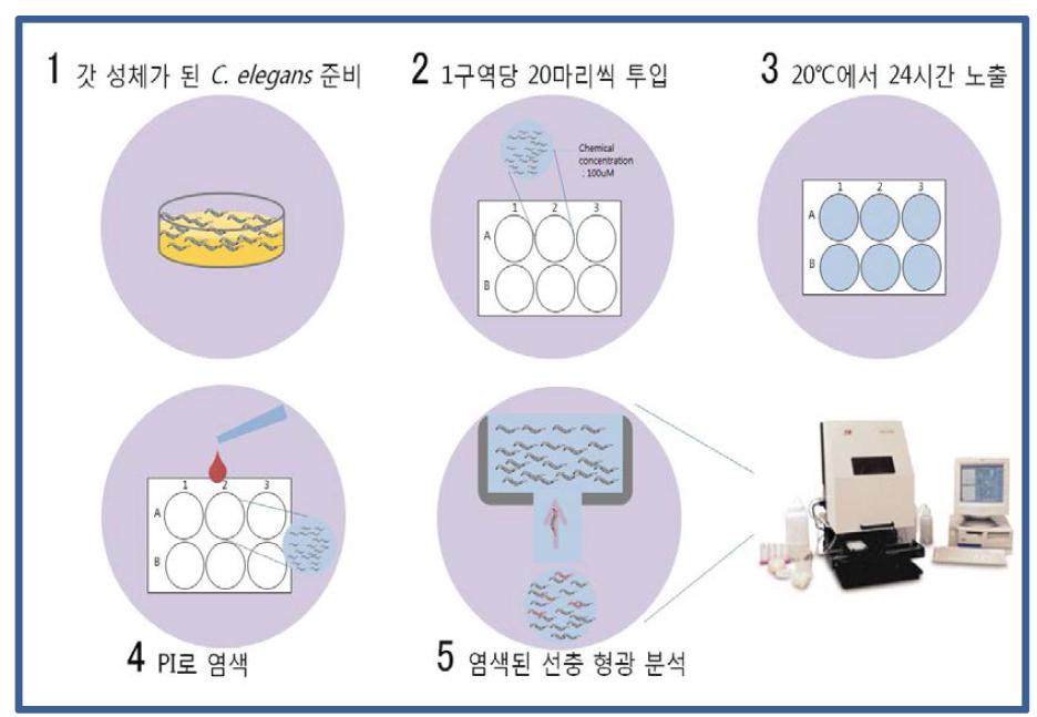 사멸 독성 시험 절차도