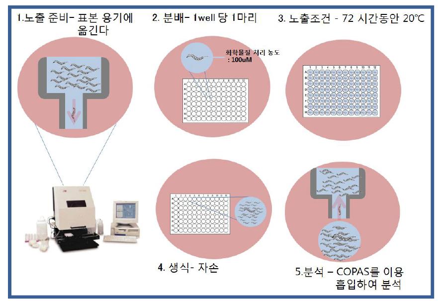 생식 독성 시험 절차도