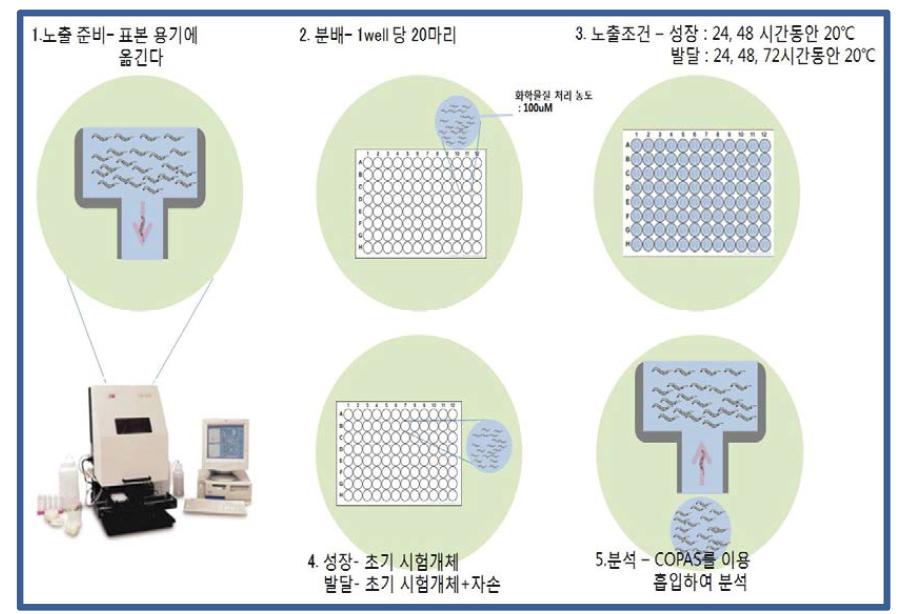 성장 및 발달 독성 시험 절차도