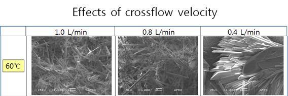 유속에 따른 막 표면의 결정 SEM 분석
