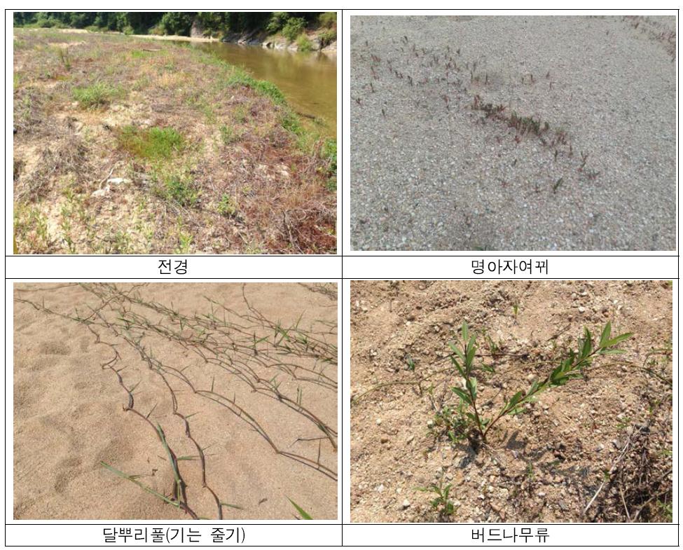 명아자여뀌, 달뿌리풀, 버드나무류의 현장 사진