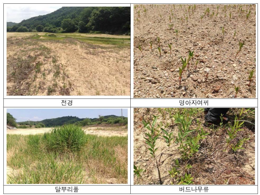 명아자여뀌, 달뿌리풀, 버드나무류 유식물의 현장 사진