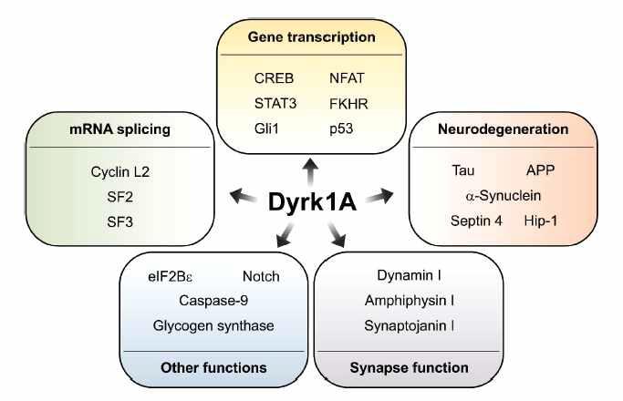 Dyrk1A 의 다양한 인산화 기질 또는 결합 단백질들.