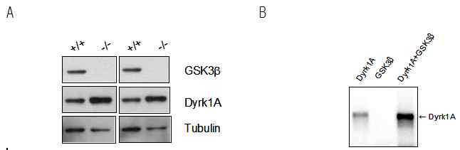 A. GSK3b knockout cells 에서 Dyrk1A 단백질 발현 증가. B. GK3b에 의한 Dyrk1A의 인산화.