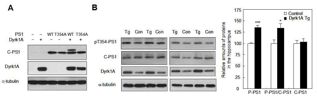 (A) Dyrk1A 에 의한 PS1 의 인산화 잔기 Thr354 확인. (B) Dyrk1A TG 생쥐에서 PS1(Thr354) 잔기의 인산화 증가